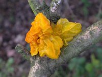 Tremella mesenterica 7, Gele trilzwam, Saxifraga-Peter Meininger