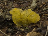 Tremella mesenterica 9, Gele trilzwam, Saxifraga-Willem van Kruijsbergen