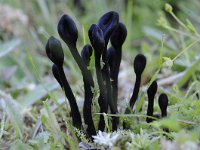 Trichoglossum hirsutum 1, Gewone ruige aardtong, Saxifraga-Luuk Vermeer