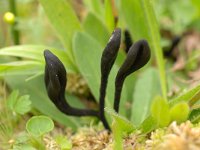 Trichoglossum hirsutum 3, Gewone ruige aardtong, Saxifraga-Luuk Vermeer