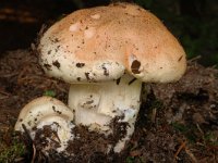 Tricholoma colossus 1, Reuzenridderzwam, Saxifraga-Marijke Verhagen