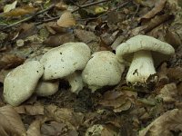 Tricholoma filamentosum