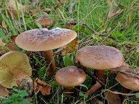 Tricholoma fulvum 1, Berkenridderzwam, Saxifraga-Lucien Rommelaars