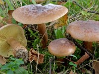 Tricholoma fulvum 2, Berkenridderzwam, Saxifraga-Lucien Rommelaars