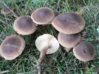 Tricholoma imbricatum 1, Fijnschubbige ridderzwam, Saxifraga-Jan Willem Jongepier