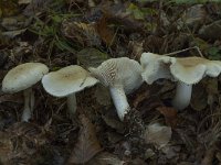 Tricholoma lascivum