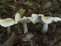 Tricholoma lascivum 2, Vuilwitte ridderzwam, Saxifraga-Willem van Kruijsbergen