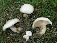 Tricholoma lepistoides