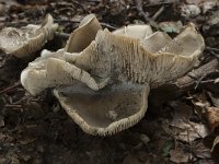 Tricholoma saponaceum var squamosum 1, Zeepzwam, Saxifraga-Willem van Kruijsbergen