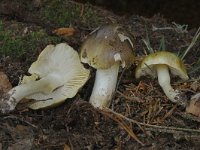 Tricholoma sejunctum 1, Streephoedridderzwam, Saxifraga-Marijke Verhagen