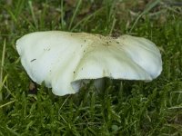 Tricholoma stiparophyllum 1, Okerwitte ridderzwam, Saxifraga-Willem van Kruijsbergen