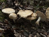 Tricholoma sulphurescens 1, Geelvlekkende ridderzwam, Saxifraga-Willem van Kruijsbergen