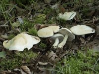 Tricholoma sulphurescens 4, Geelvlekkende ridderzwam, Saxifraga-Willem van Kruijsbergen