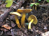 Tricholoma sulphureum 1, Narcisridderzwam, Saxifraga-Jan van der Straten