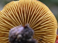 Tricholoma sulphureum 7, Narcisridderzwam, Saxifraga-Luuk Vermeer