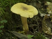 Tricholoma sulphureum 8, Narcisridderzwam, Saxifraga-Willem van Kruijsbergen