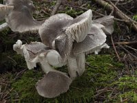 Tricholoma terreum 1, Muisgrijze ridderzwam, Saxifraga-Willem van Kruijsbergen