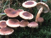 Tricholoma vaccinum