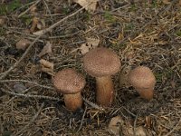 Tricholoma vaccinum 3, Ruige ridderzwam, Saxifraga-Willem van Kruijsbergen