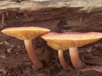 Tricholomopsis rutilans, Plums and Custard