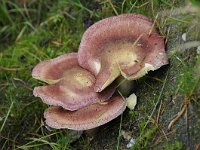 Tricholomopsis rutilans 4, Koningsmantel, Saxifraga-Luuk Vermeer