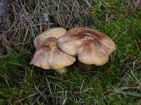 Tricholomopsis rutilans 5, Koningsmantel, Saxifraga-Luuk Vermeer