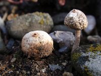 Tulostoma brumale, Winter Stalkball