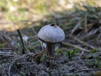 Tulostoma fimbriatum 1, Ruwstelige stuifbal, Saxifraga-Luuk Vermeer