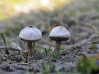 Tulostoma fimbriatum 3, Ruwstelige stuifbal, Saxifraga-Luuk Vermeer