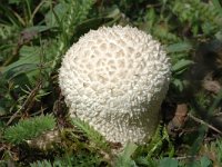 Vascellum pratense, Meadow Puffball