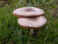 Volvariella gloiocephala, Stubble Rosegill