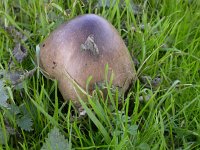 Volvariella gloiocephala 3, Gewone beurszwam, Saxifraga-Peter Meininger