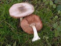 Volvopluteus gloiocephalus 2, Gewone beurszwam, Saxifraga-Peter Meininger