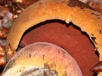 Xerocomellus chrysenteron 3, Roodsteelfluweelboleet, Saxifraga-Foto Fitis-Sytske Dijksen