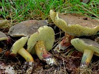 Xerocomus cisalpinus 1, Blauwvlekkende roodsteelboleet, Saxifraga-Lucien Rommelaars