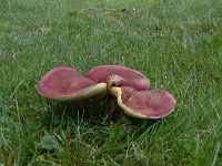 Xerocomus rubellus 1, Rode boleet, Saxifraga-Luuk Vermeer