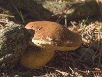 Xerocomus subtomentosus var ferrugineus 1, Bruine fluweelboleet, Saxifraga-Jan van der Straaten