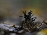 Xylaria carpophila