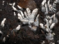 Xylaria hypoxylon 1, Geweizwam, Saxifraga-Jan van der Straaten