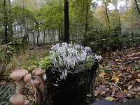 Xylaria hypoxylon 10, Geweizwam, Saxifraga-Luuk Vermeer