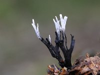 Xylaria hypoxylon 13, Geweizwam, Saxifraga-Luuk Vermeer