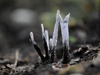 Xylaria hypoxylon 17, Geweizwam, Saxifraga-Luuk Vermeer