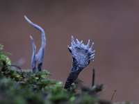 Xylaria hypoxylon 18, Geweizwam, Saxifraga-Luuk Vermeer