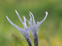 Xylaria hypoxylon 19, Geweizwam, Saxifraga-Luuk Vermeer