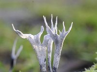 Xylaria hypoxylon 20, Geweizwam, Saxifraga-Luuk Vermeer