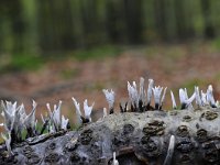 Xylaria hypoxylon 21, Geweizwam, Saxifraga-Luuk Vermeer