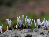 Xylaria hypoxylon 22, Geweizwam, Saxifraga-Luuk Vermeer