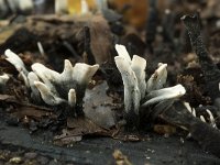 Xylaria hypoxylon 25, Geweizwam, Saxifraga-Willem van Kruijsbergen