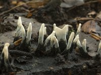 Xylaria hypoxylon 26, Geweizwam, Saxifraga-Willem van Kruijsbergen