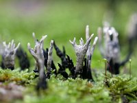 Xylaria hypoxylon 31, Geweizwam, Saxifraga-Tom Heijnen